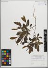 Foto von Salix pedicellata Desf.